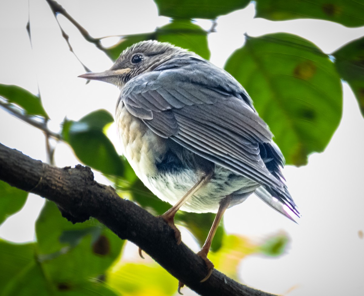 קיכלי תכלכל - ML645436280
