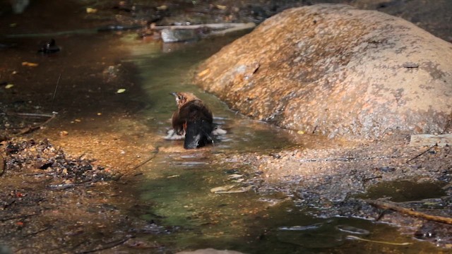 Indian Robin - ML645436287
