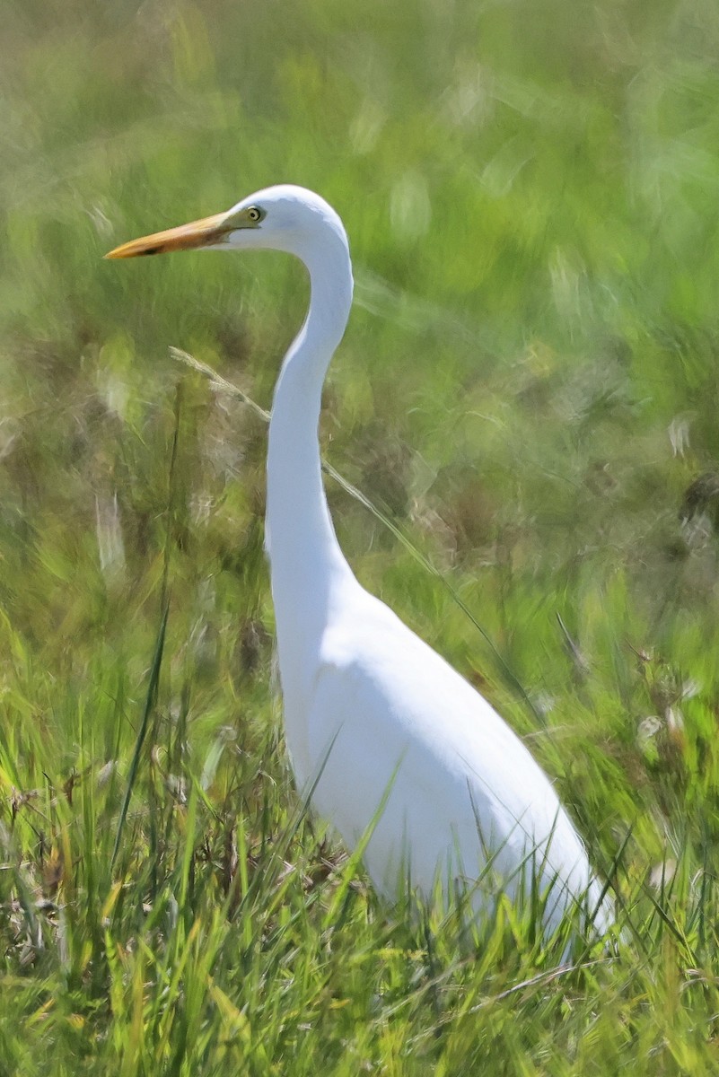 オーストラリアチュウサギ - ML645436291