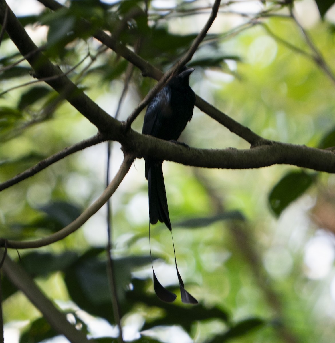 カザリオウチュウ - ML645436292