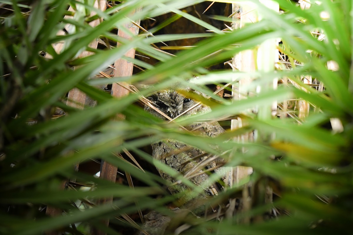 ヒガシオオコノハズク - ML645436297