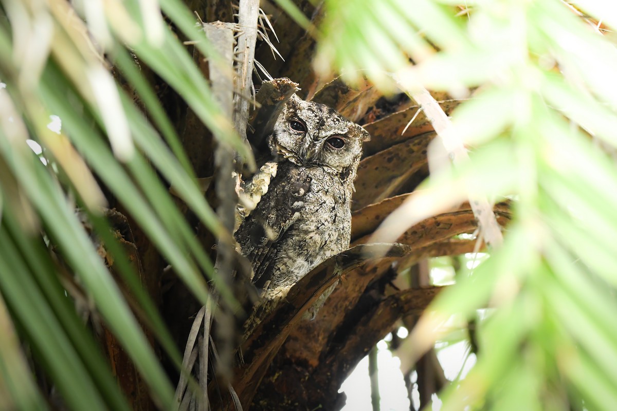 ヒガシオオコノハズク - ML645436298