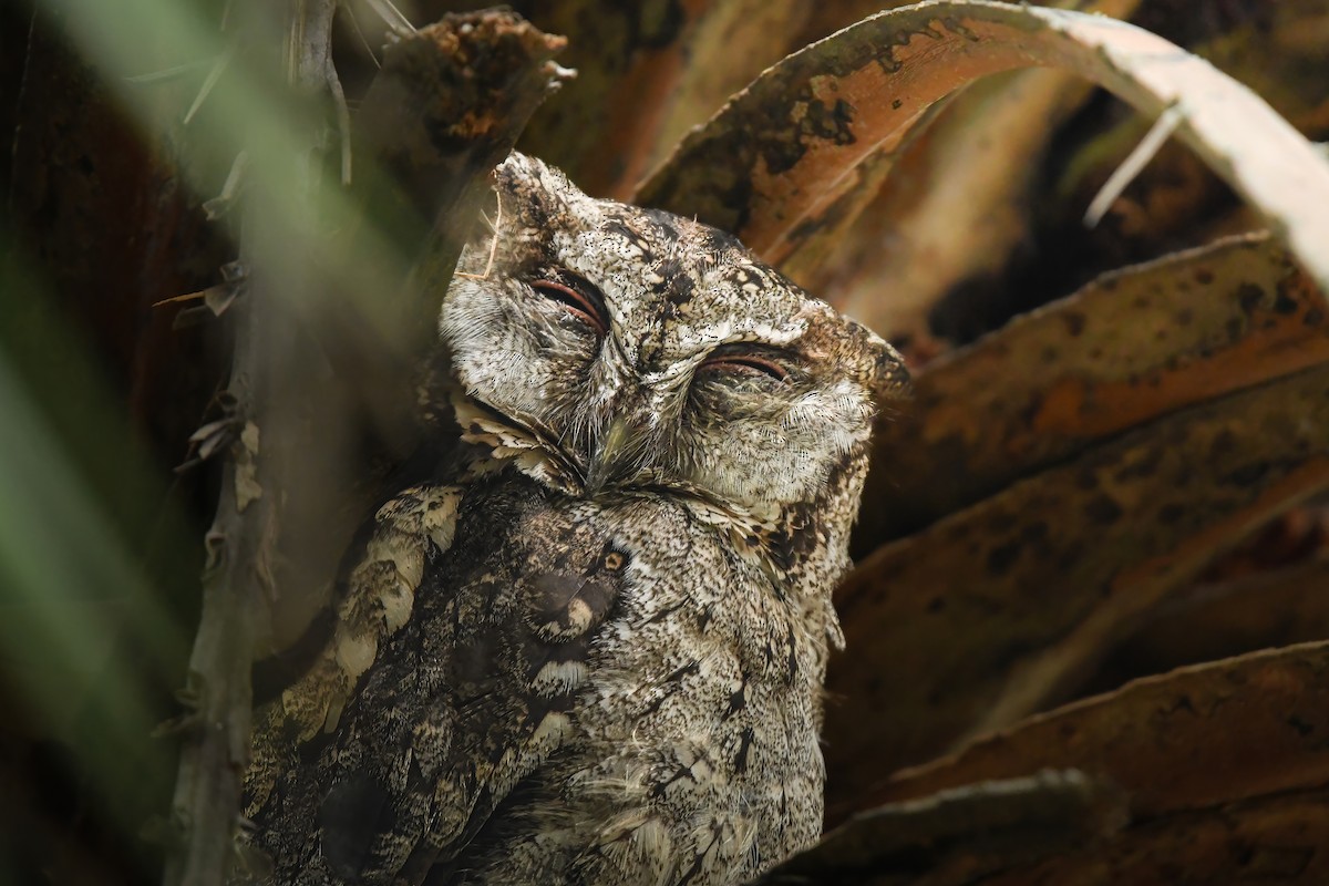 ヒガシオオコノハズク - ML645436299