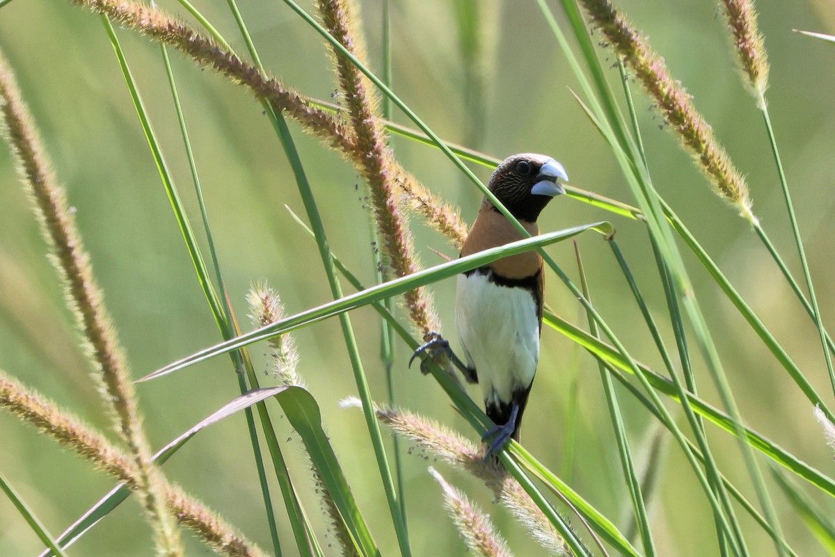 シマコキン - ML645436300