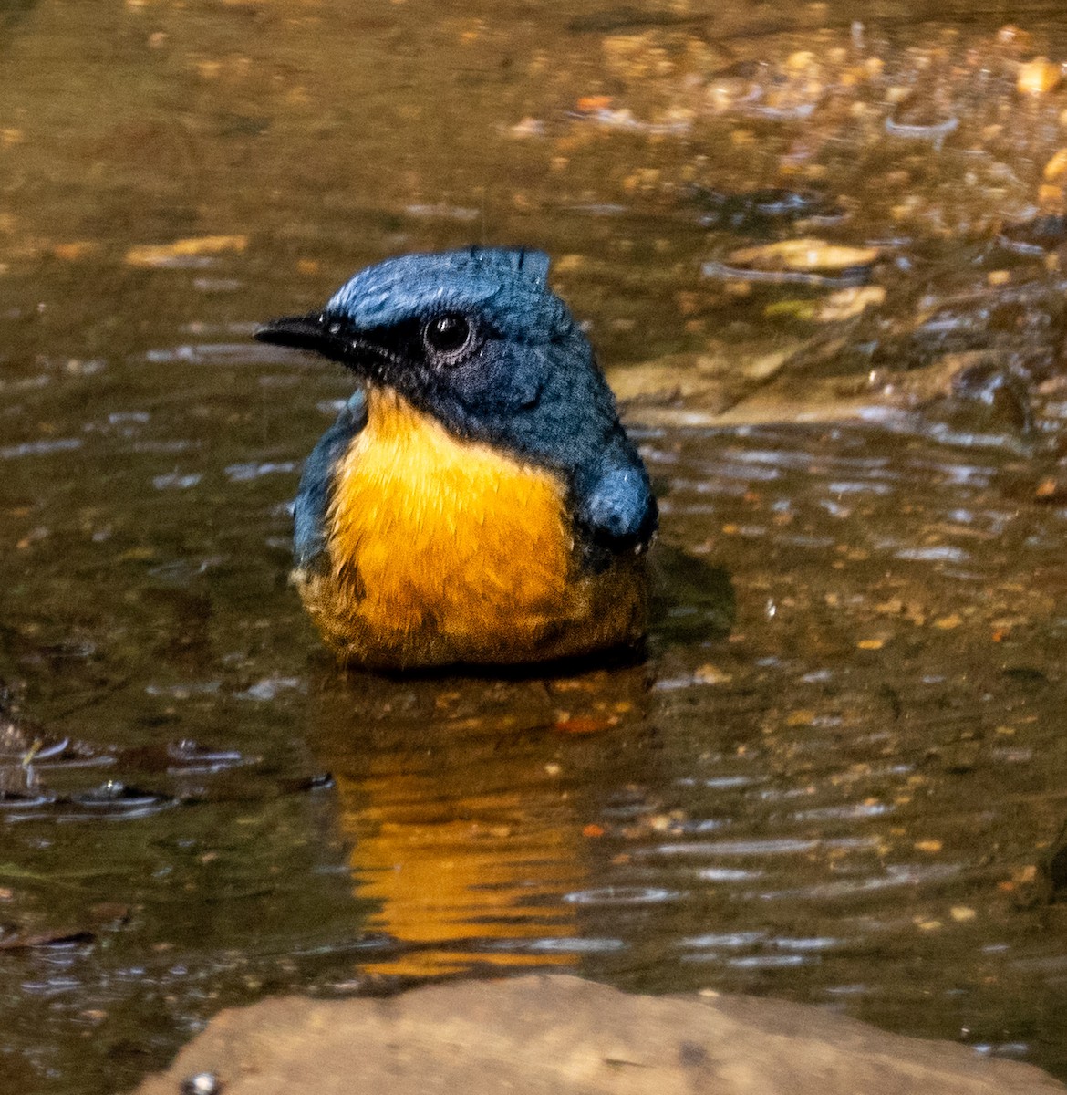 ノドアカヒメアオヒタキ - ML645436301