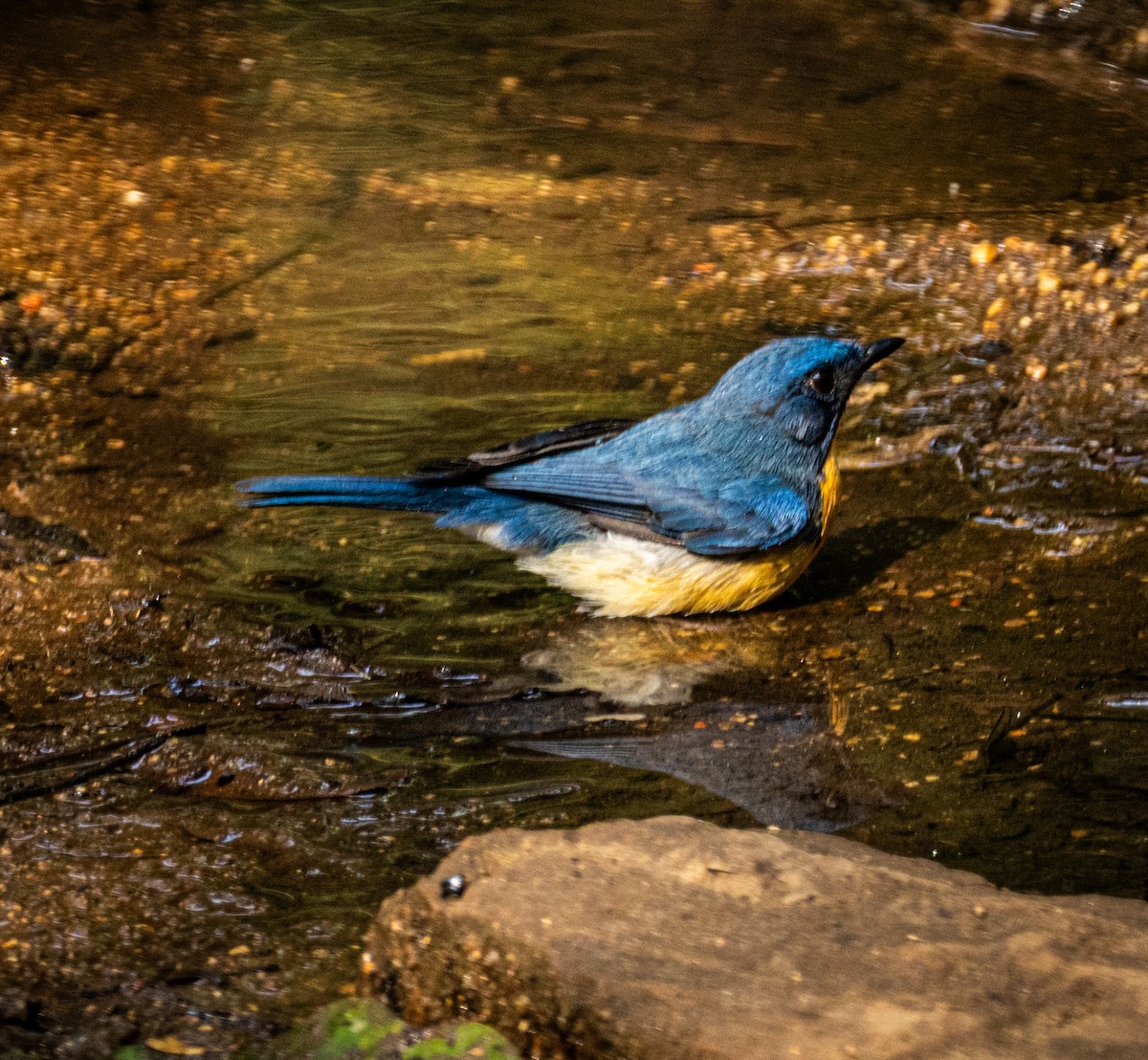 ノドアカヒメアオヒタキ - ML645436302