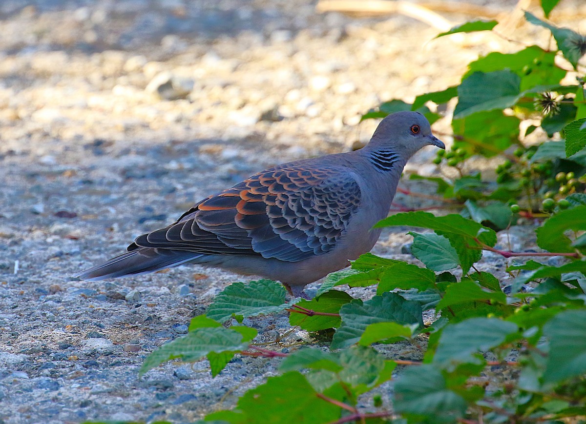 キジバト - ML645436304