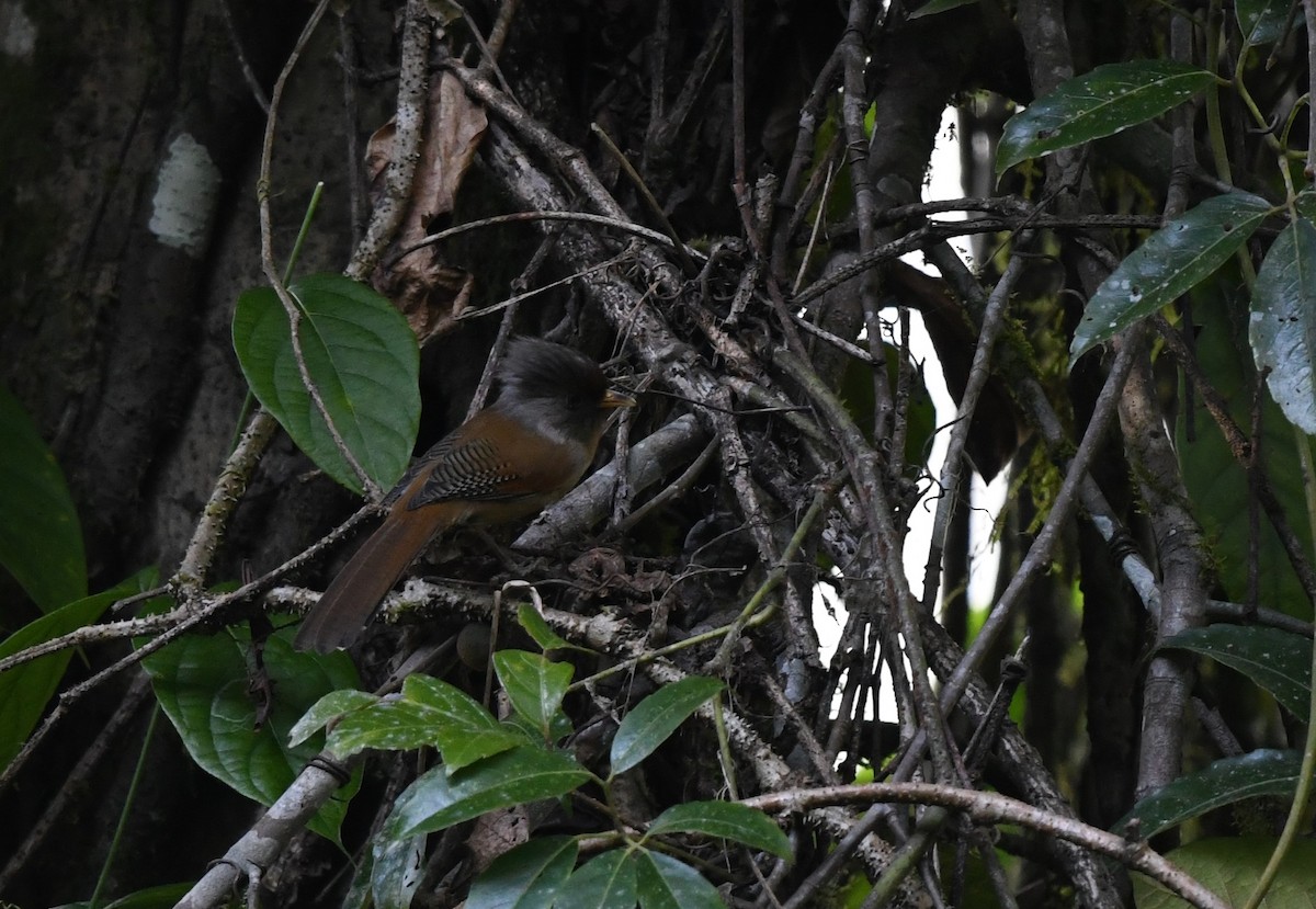 クリビタイシマドリ - ML645436305