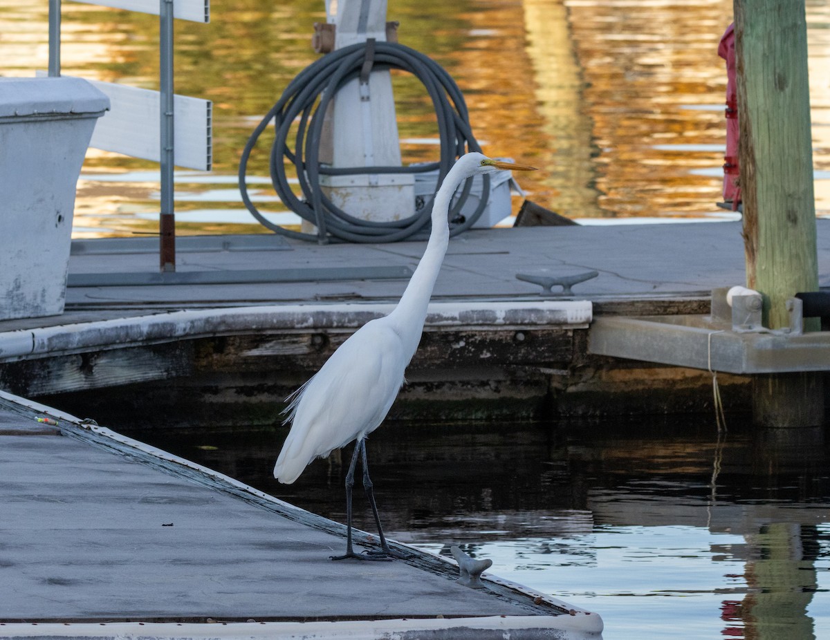 ダイサギ - ML645436306