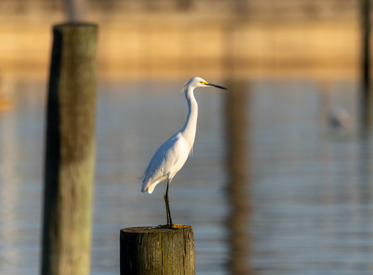ユキコサギ - ML645436307