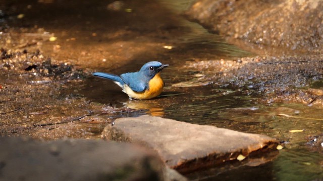 ノドアカヒメアオヒタキ - ML645436308