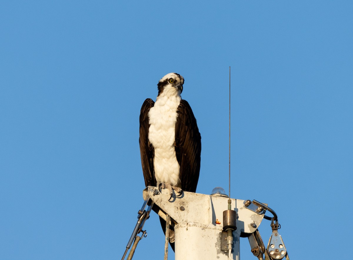 ミサゴ - ML645436310