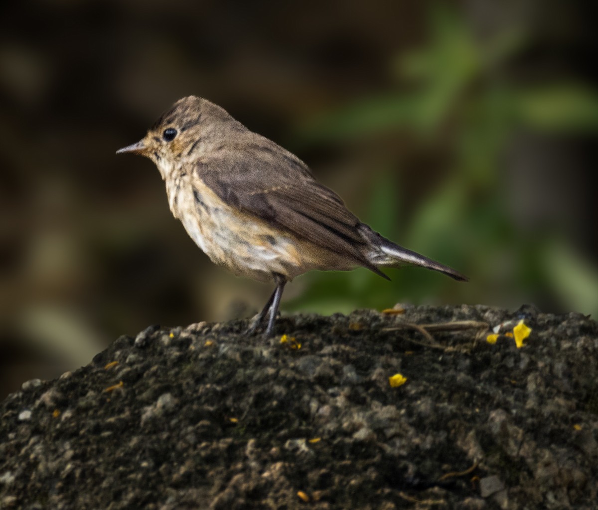 ニシオジロビタキ - ML645436311