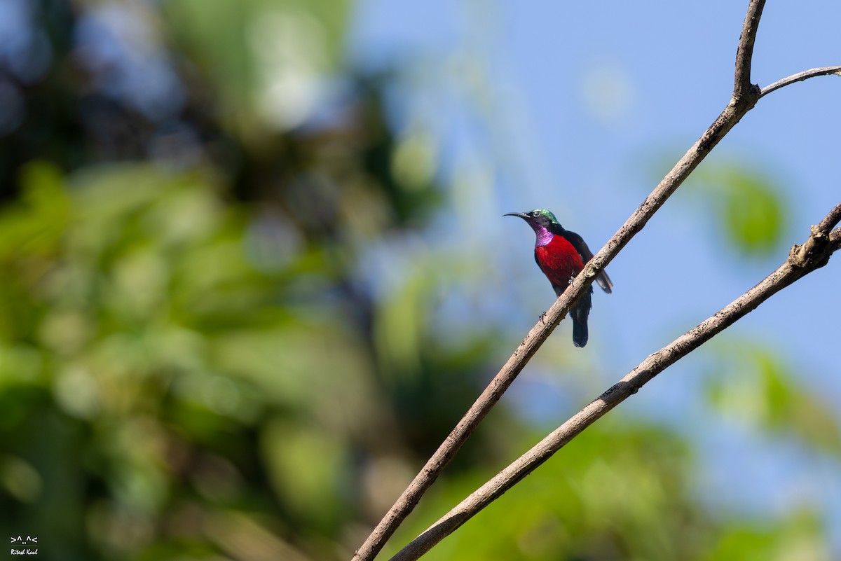 アンハッセルトタイヨウチョウ - ML645436314