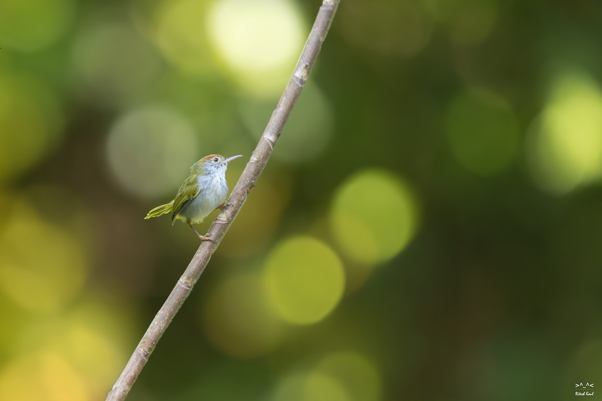 ノドグロサイホウチョウ - ML645436315