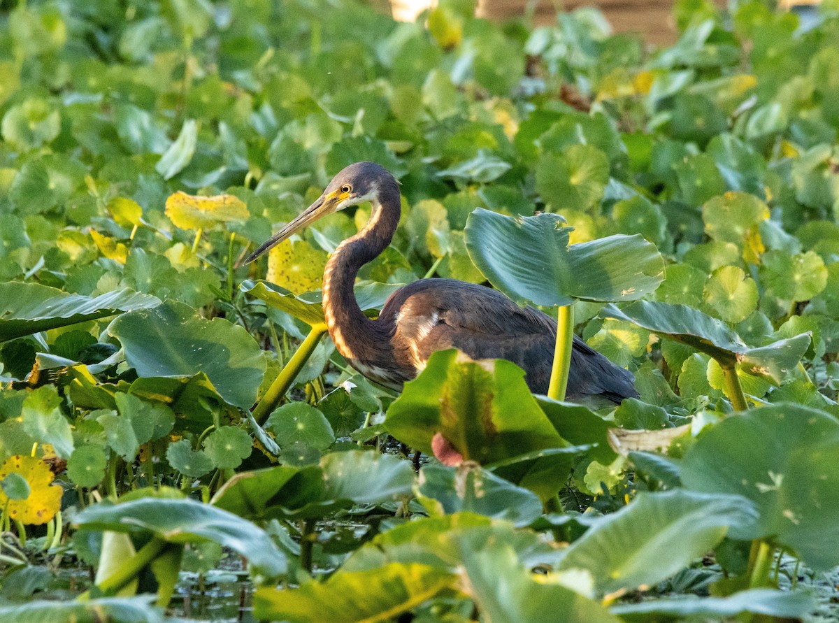 サンショクサギ - ML645436316