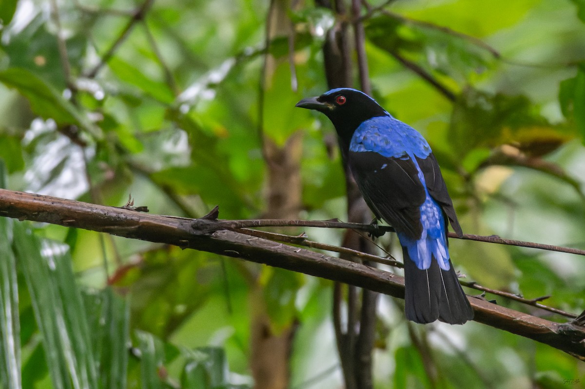 ルリコノハドリ - ML645436318