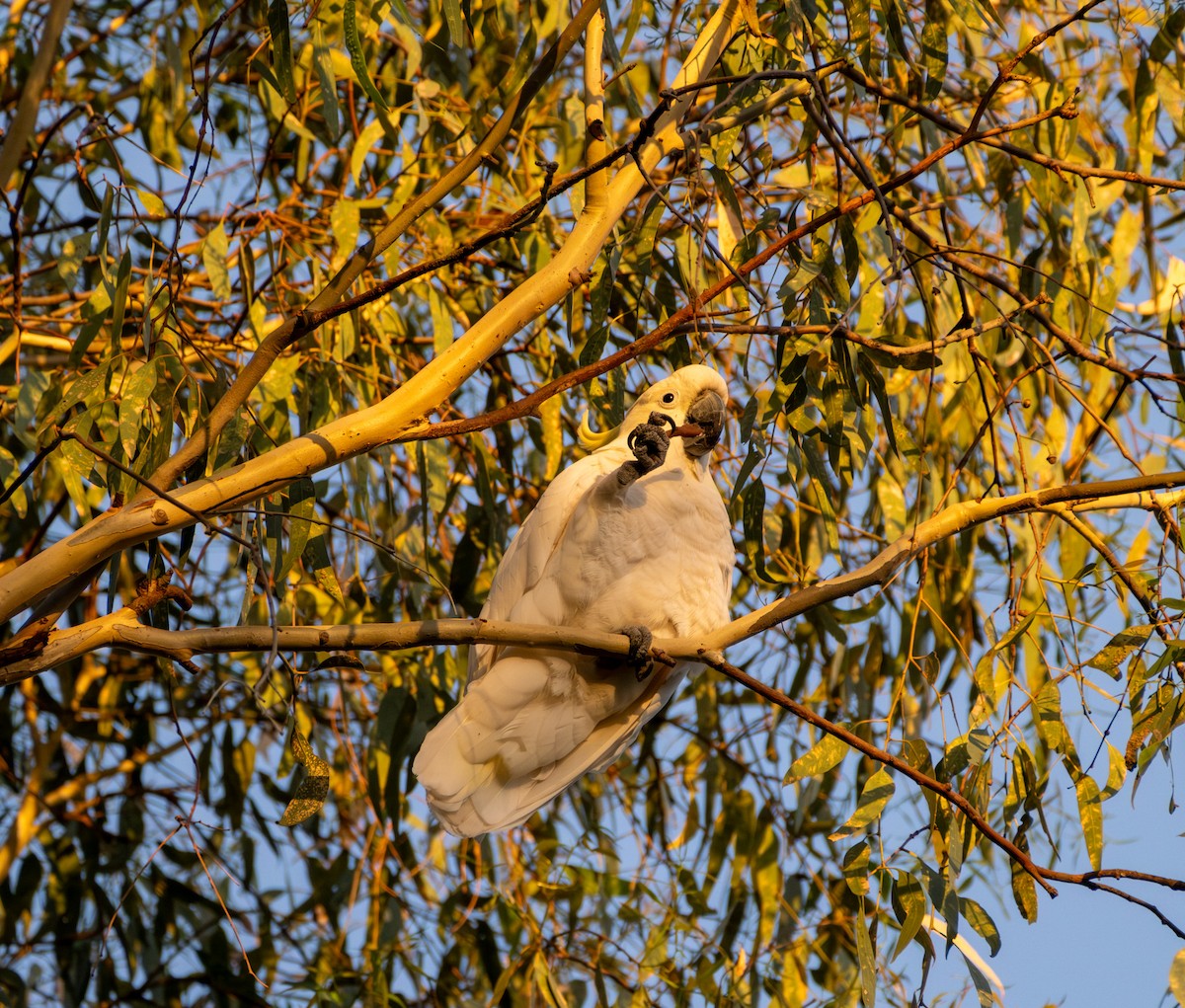 ブッポウソウ - ML645436319