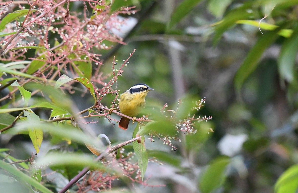 アカオコバシチメドリ - ML645436321