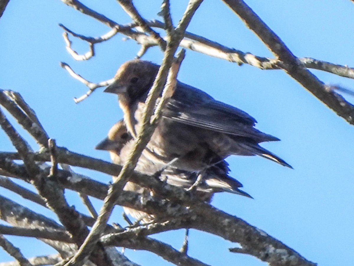 メキシコマシコ - ML645436322