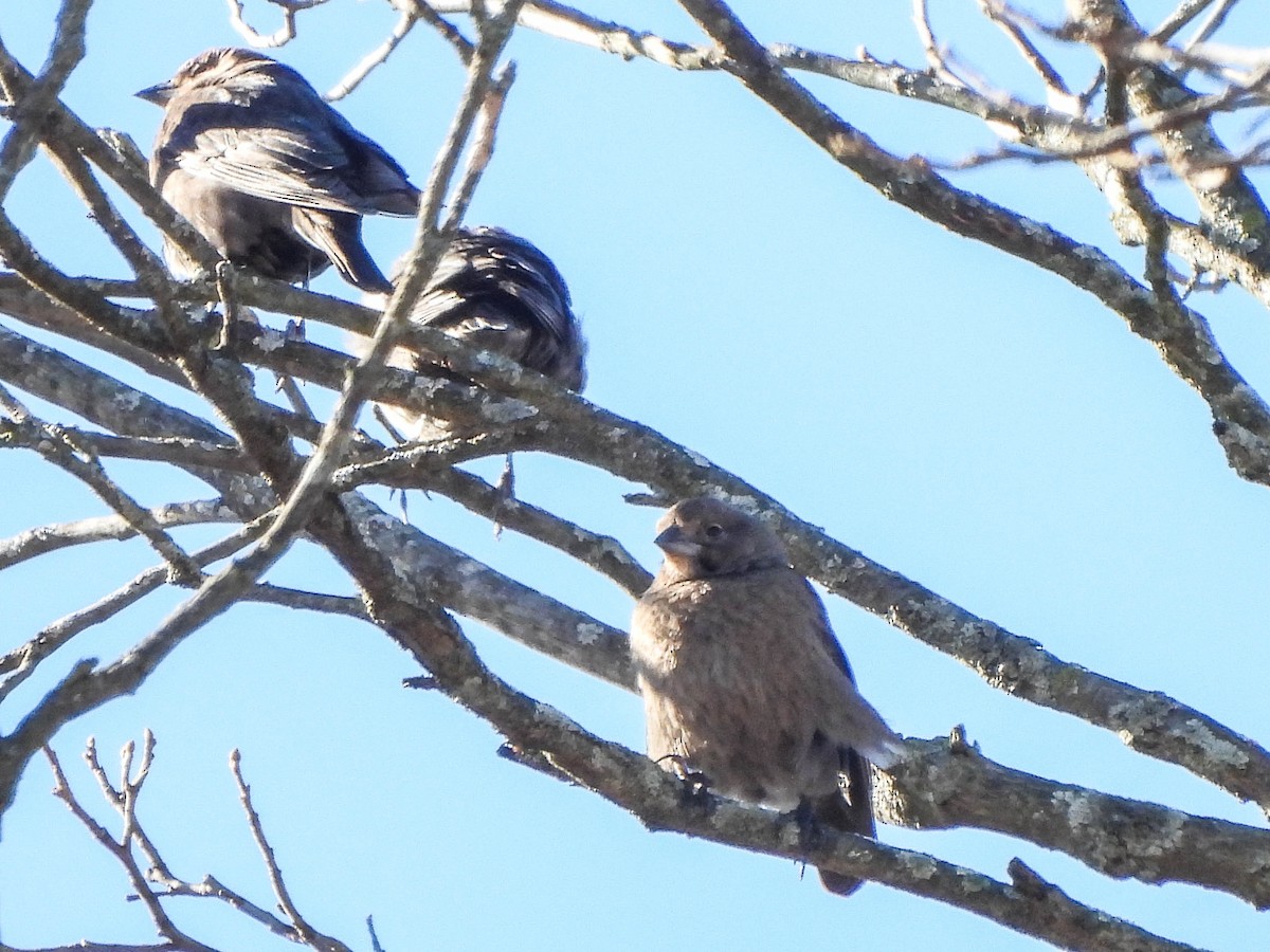 メキシコマシコ - ML645436323