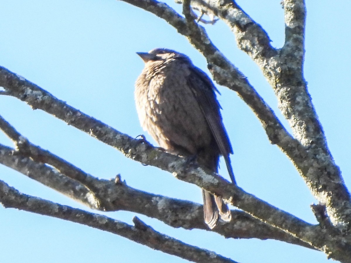 メキシコマシコ - ML645436324