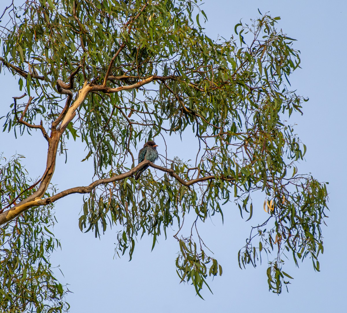 šírozobec východní - ML645436332