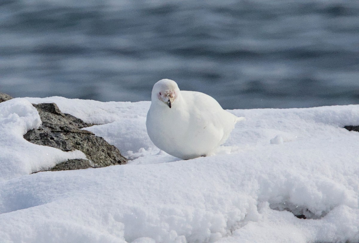 Snowy Sheathbill - ML645436333