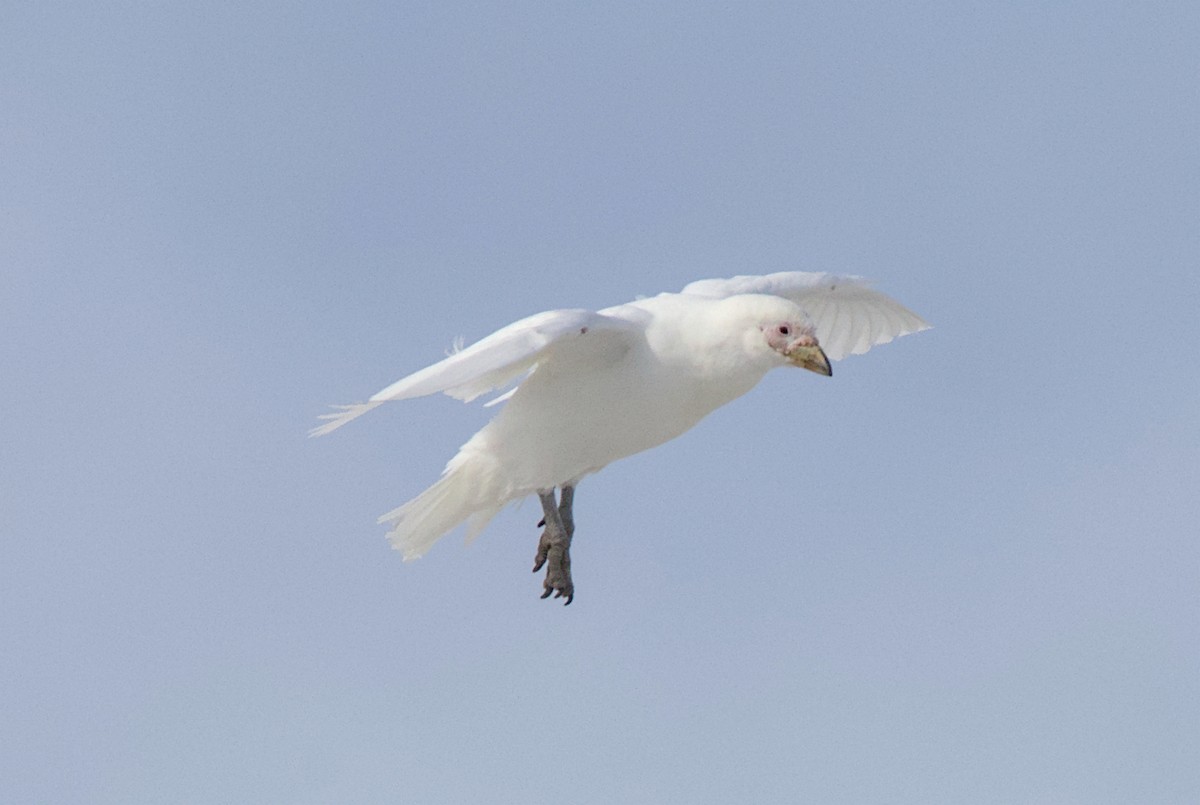 Snowy Sheathbill - ML645436341