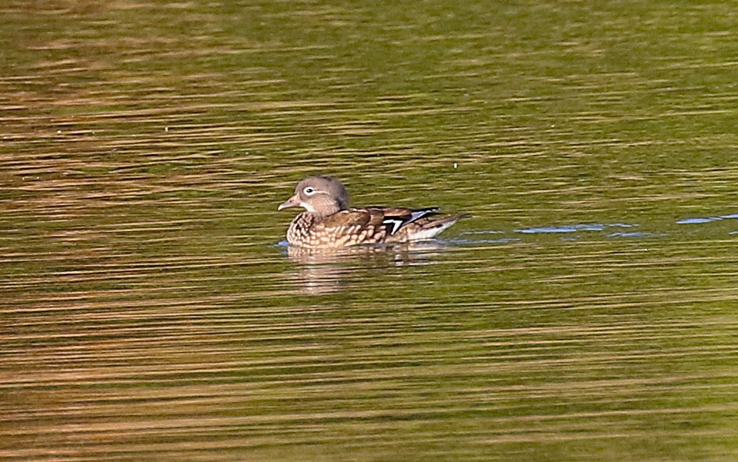 Mandarin Duck - ML645436350