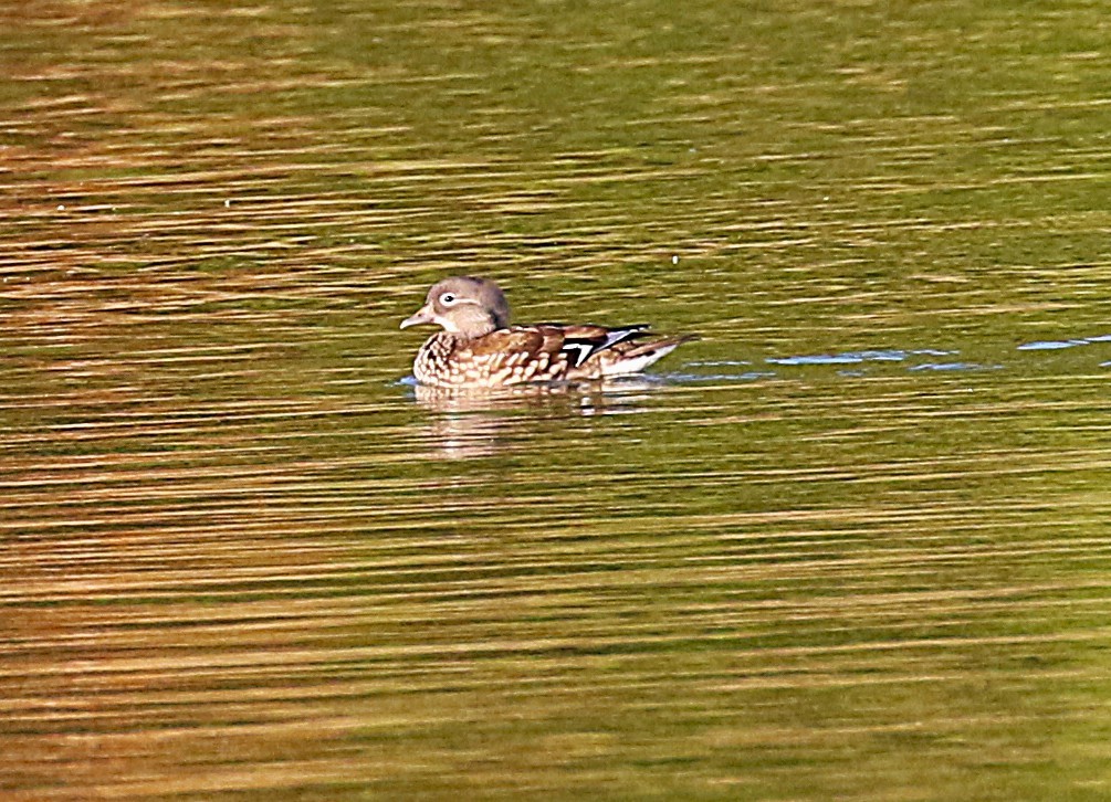 Mandarin Duck - ML645436351