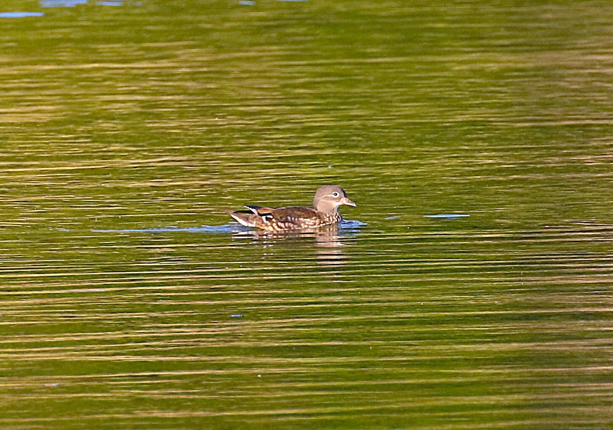 Mandarin Duck - ML645436352