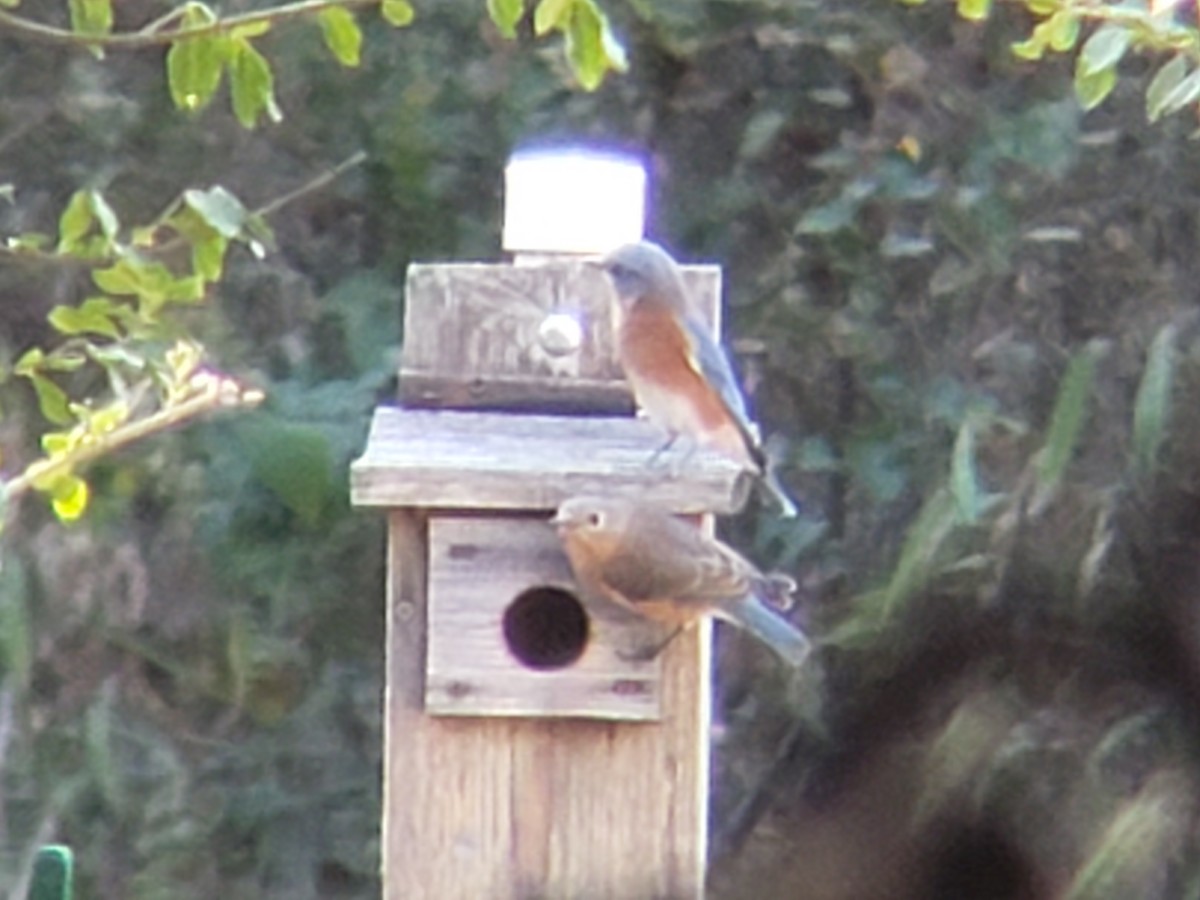 Azulejo Oriental - ML645436353