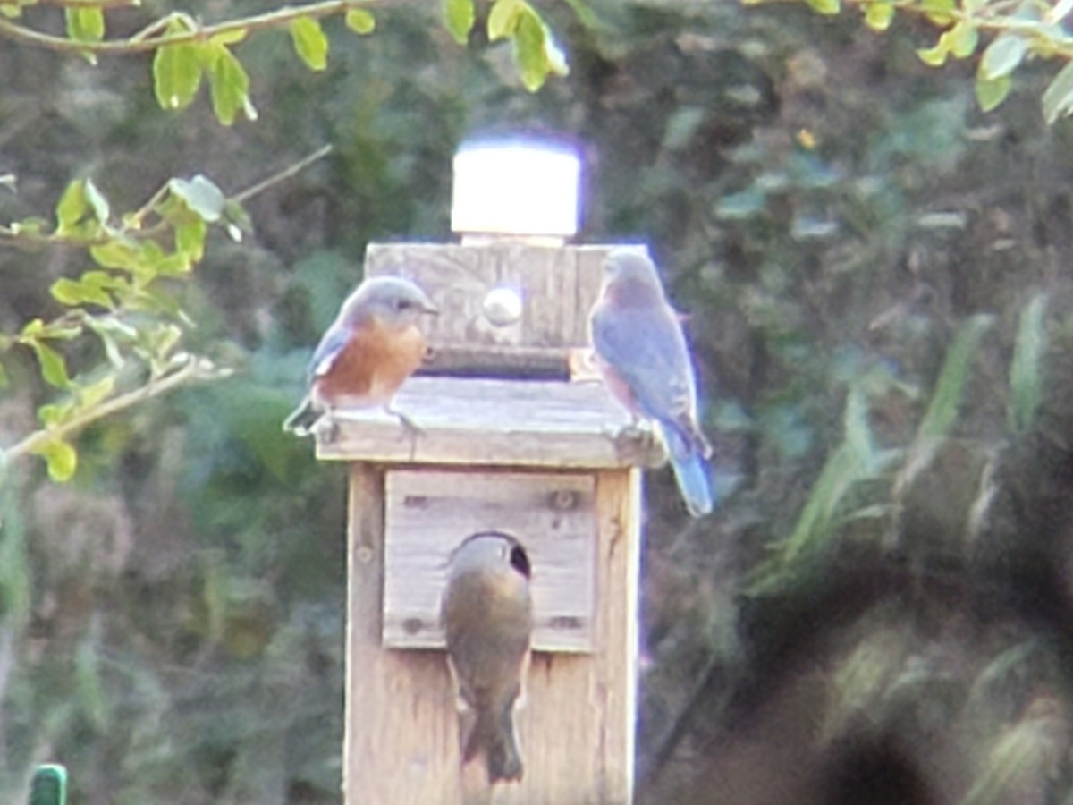 Azulejo Oriental - ML645436354