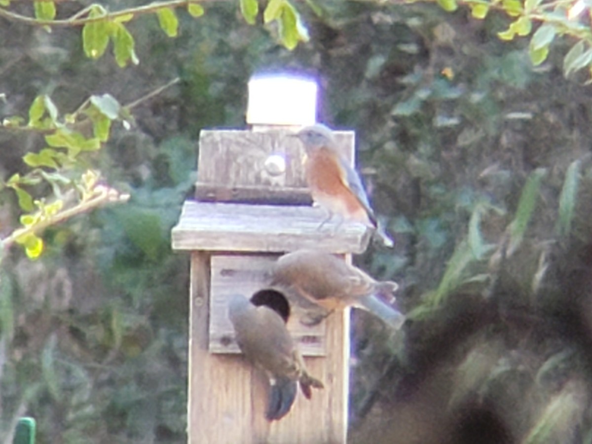 Azulejo Oriental - ML645436355