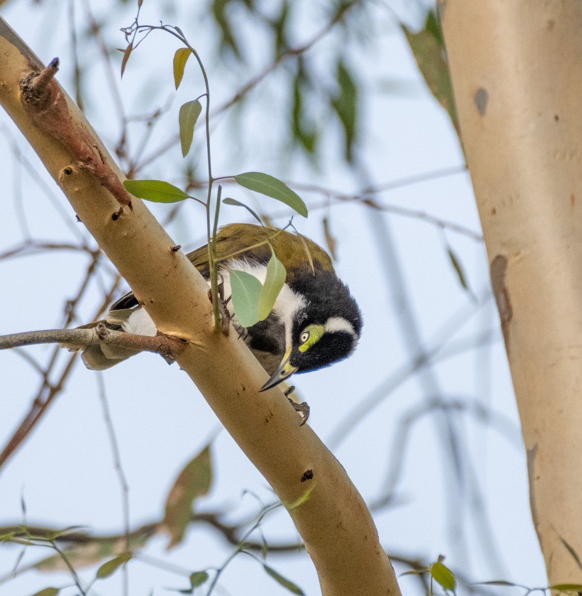 medosavka modrolící - ML645436356