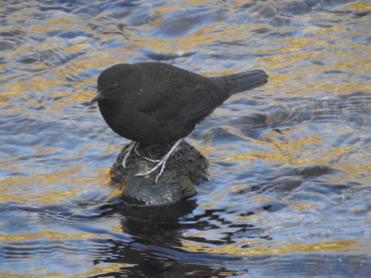 Brown Dipper - ML645436376