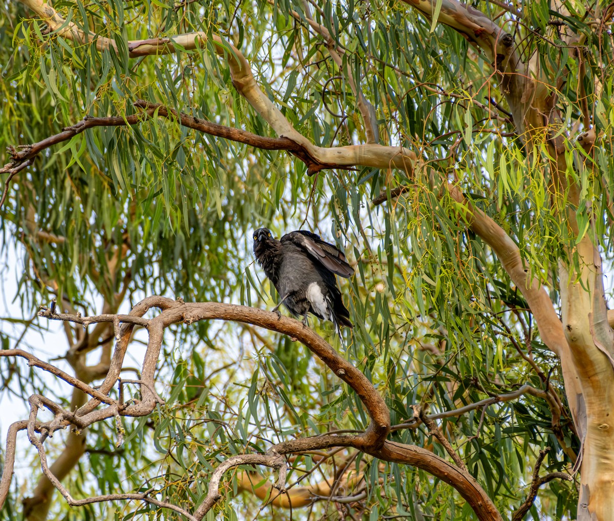 flétňák stračí - ML645436387