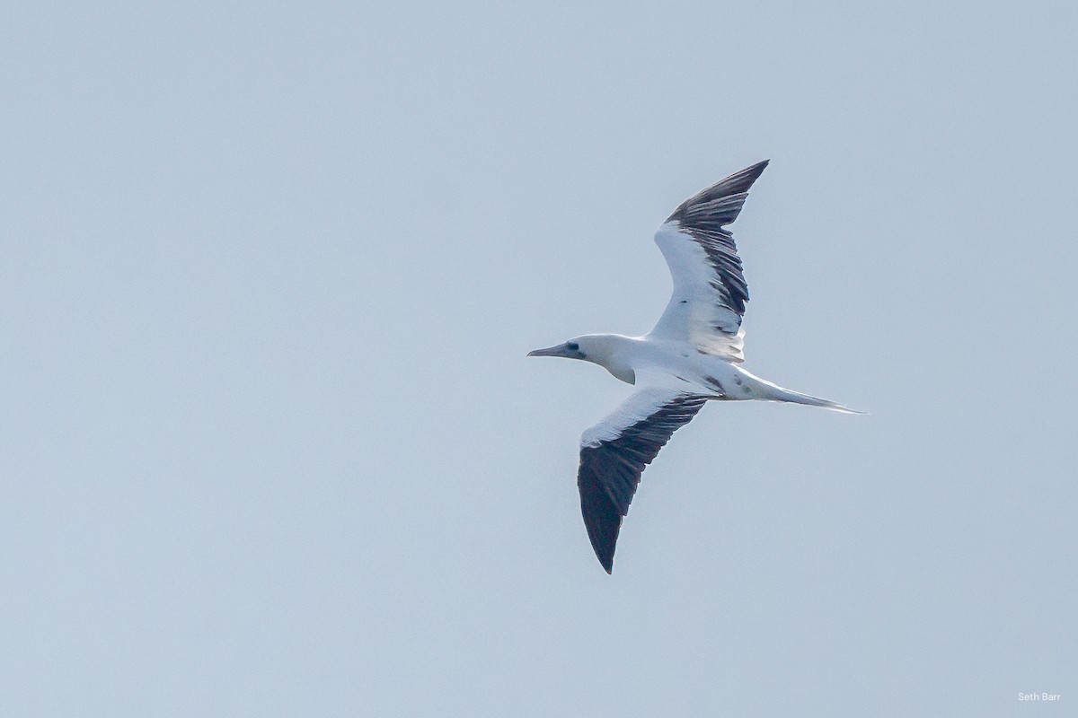 Red-footed Booby (Indopacific) - ML645436393