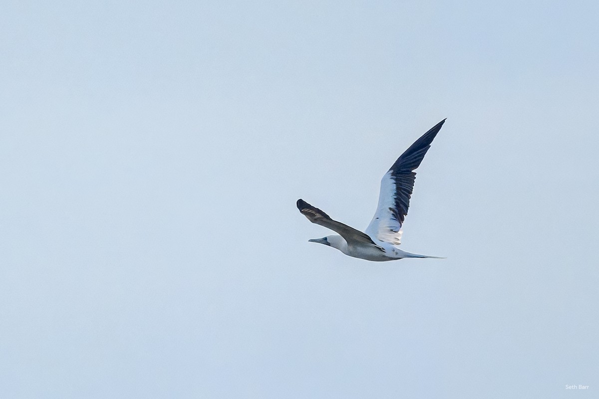 Red-footed Booby (Indopacific) - ML645436394