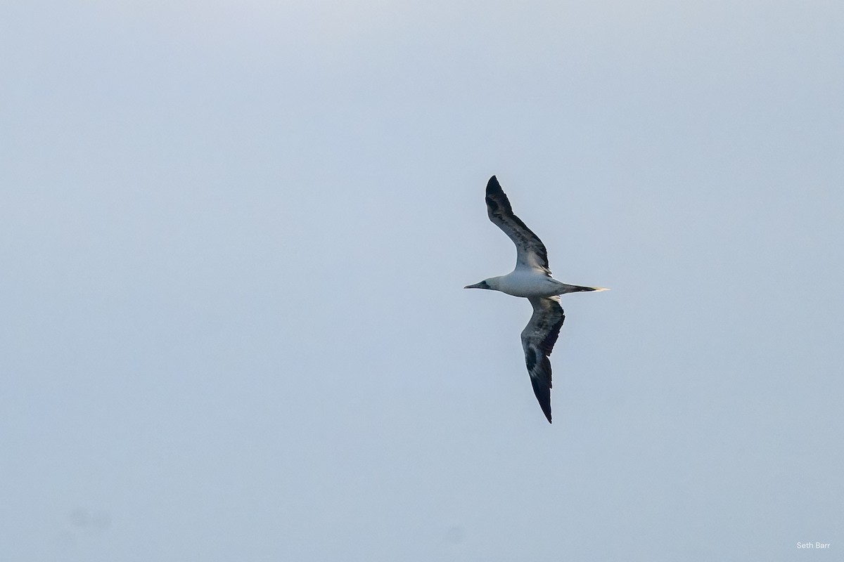 Red-footed Booby (Indopacific) - ML645436396