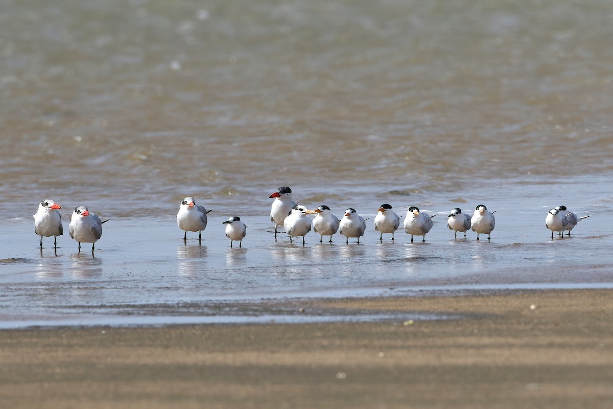 アフリカオオアジサシ - ML645436399