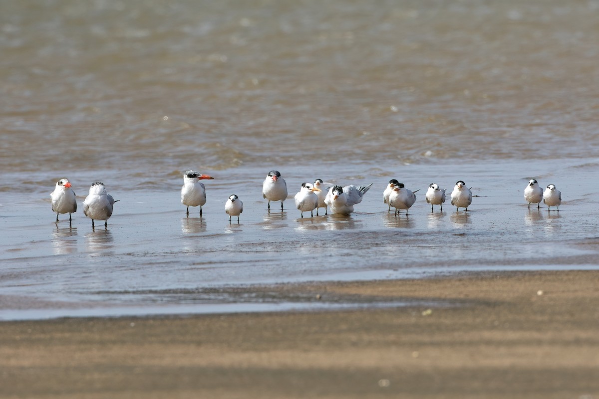 アフリカオオアジサシ - ML645436400