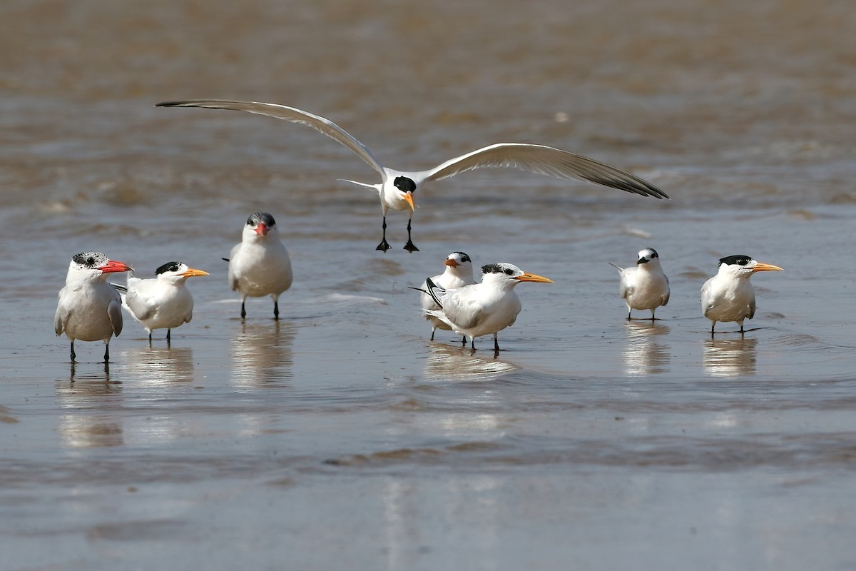 アフリカオオアジサシ - ML645436401