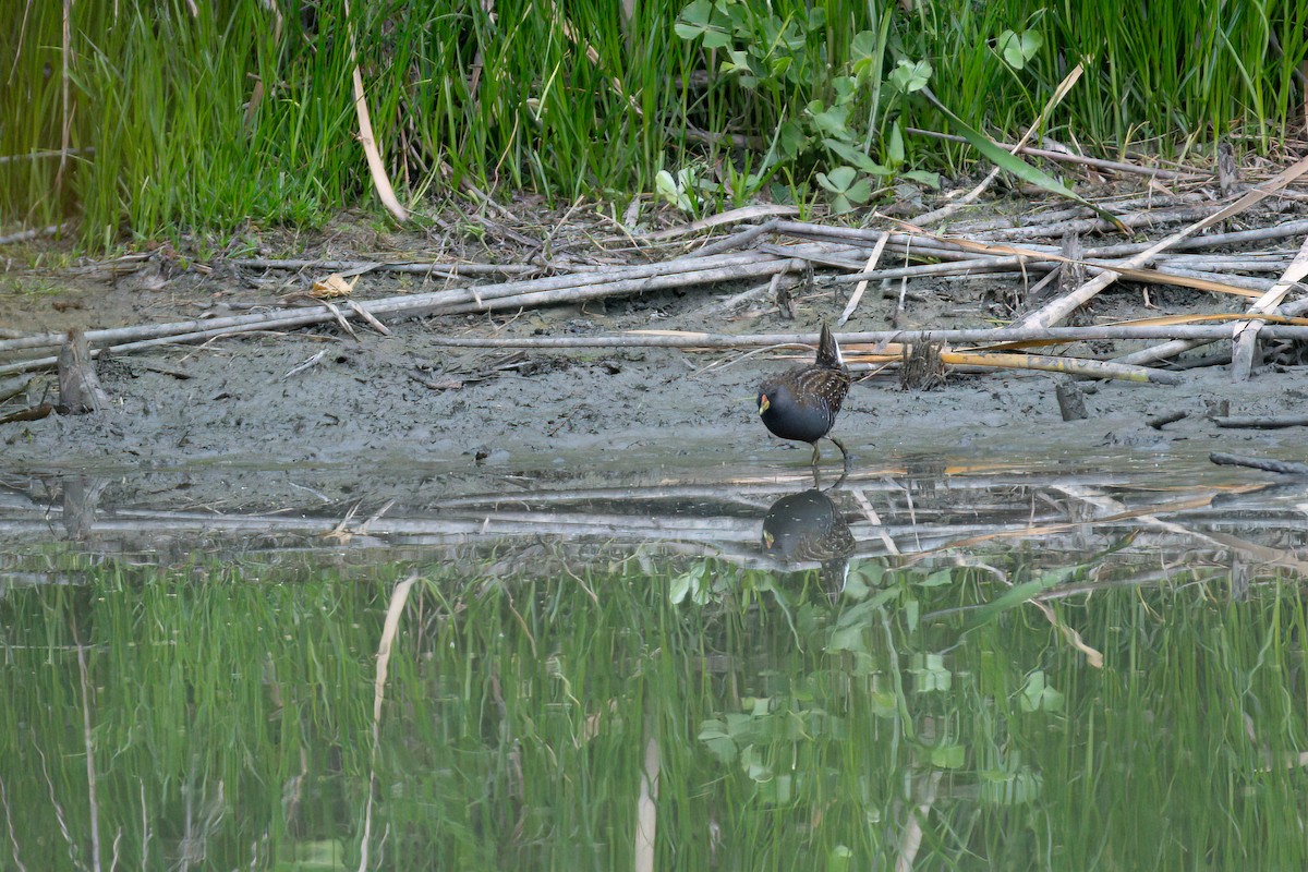 ミナミヒメクイナ - ML645436407