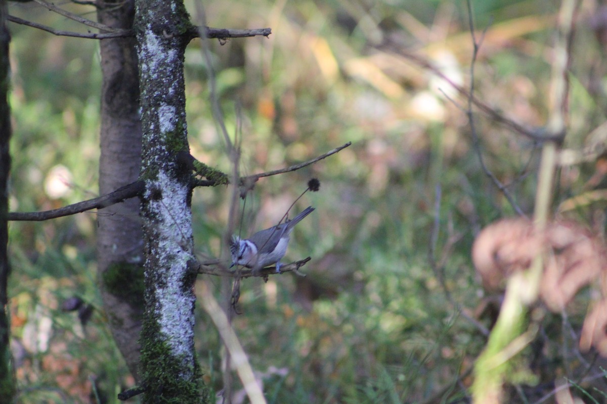 Crested Tit - ML645436412
