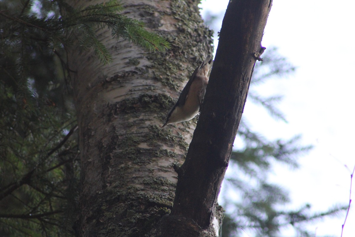 ゴジュウカラ - ML645436437