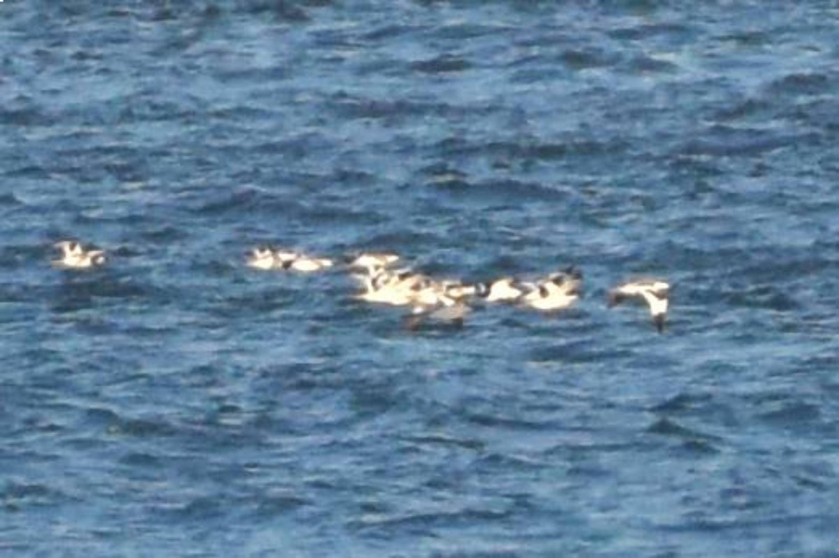 ソリハシセイタカシギ - ML645436438