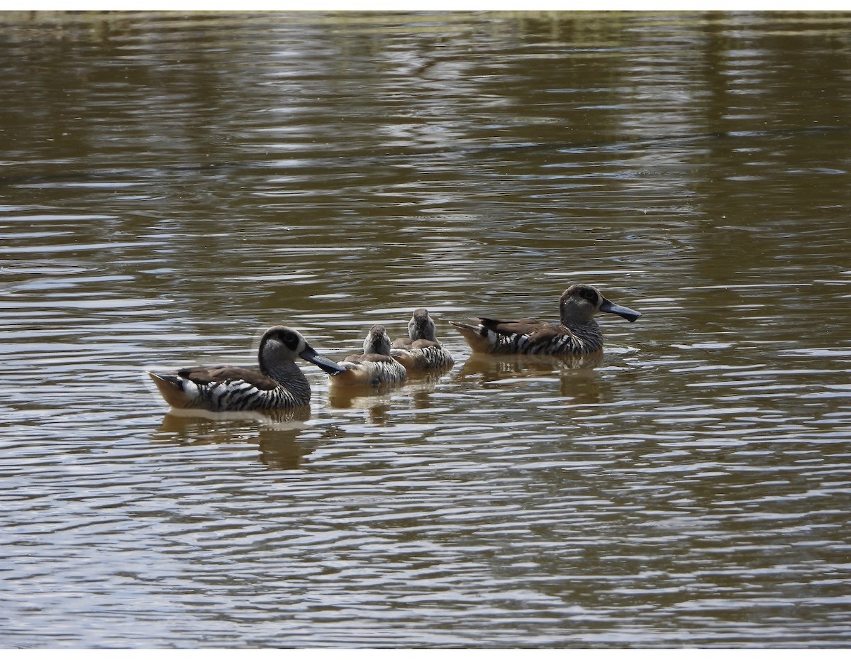 サザナミオオハシガモ - ML645436439