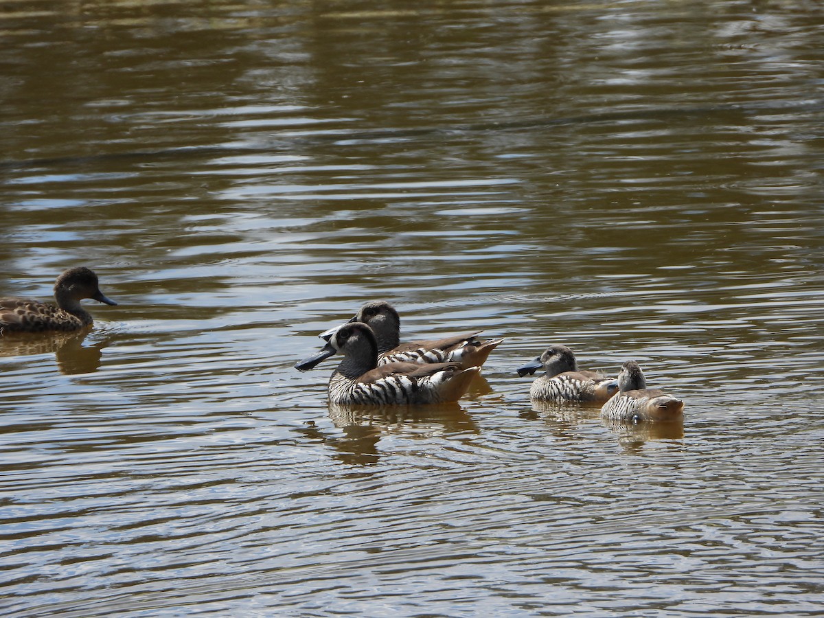 サザナミオオハシガモ - ML645436440